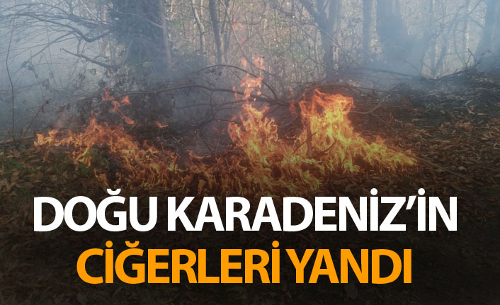 Doğu Karadeniz'in ciğerleri yandı