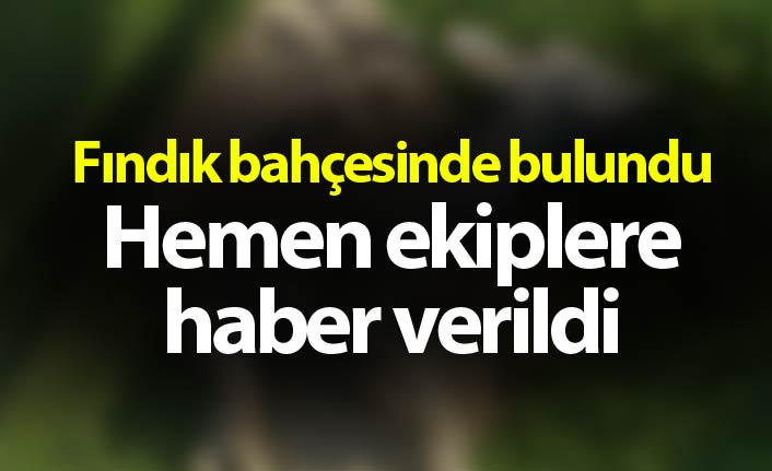 Fındık bahçesinde bulundu hemen ekiplere haber verildi