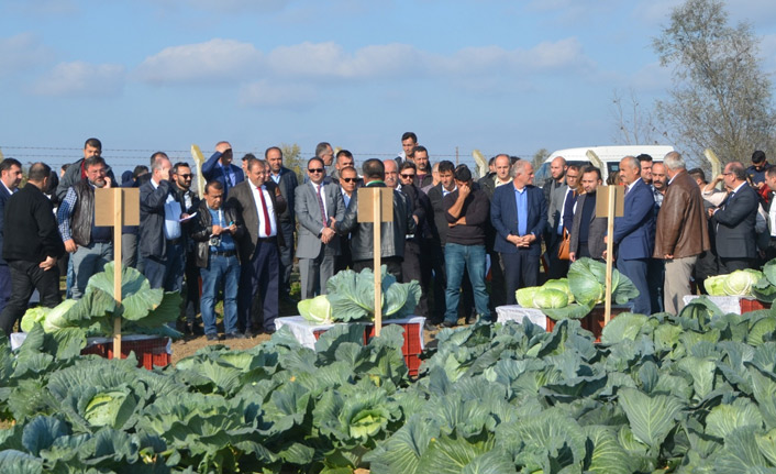 ‘Yerli ve milli lahana’ çeşitleri tanıtıldı