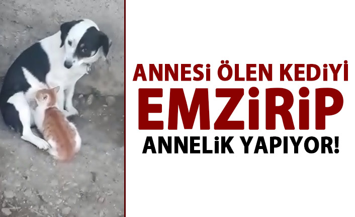 Kediye annelik yapan Köpek gündem oldu