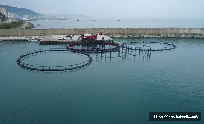 Rize’de kafeslerde somon yetiştiriciliğine başlandı