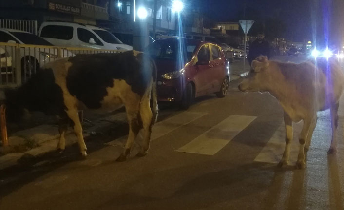 Aniden yola çıkan inek kazaya yol açtı