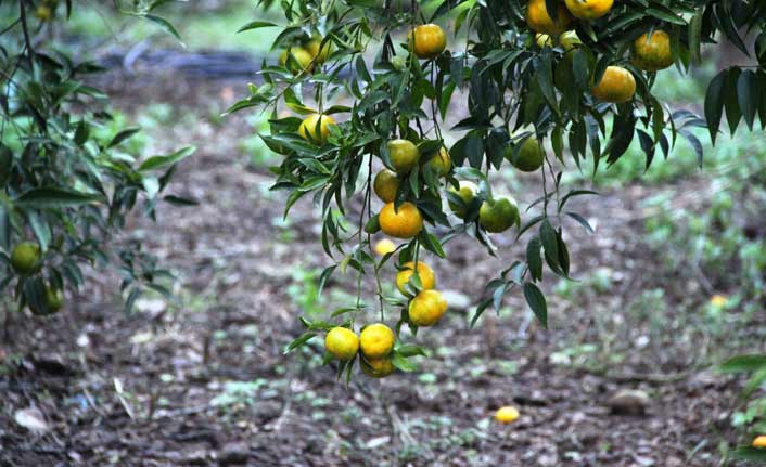 Bodrum’da mandalina hasadı başladı