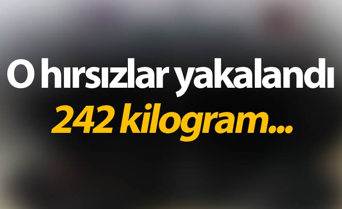 O hırsızlar yakalandı - 242 kilogram...