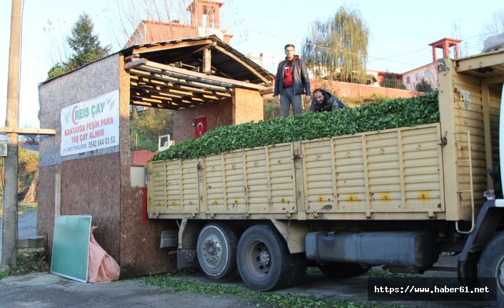 Çay Rizelinin yüzünü yine güldürdü