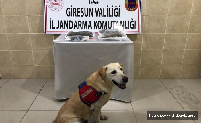 Giresun’da uyuşturucu operasyonu