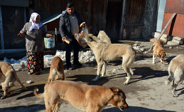 Sokak hayvanlarına her gün ekmek ve yem veriyorlar