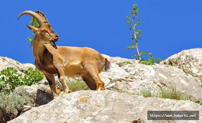 Yaban keçisi avlayanlar suçüstü yakalandı