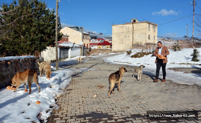 Sokak hayvanlarını yalnız bırakmıyorlar