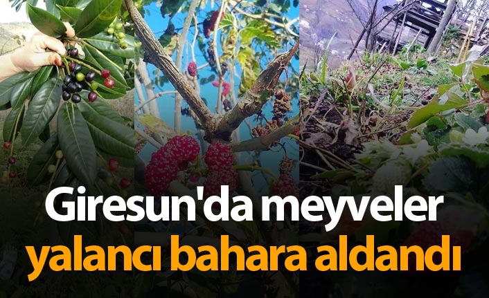 Giresun'da meyveler yalancı bahara aldandı