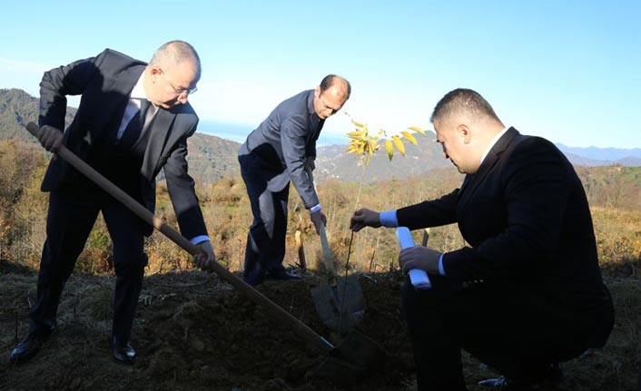 Sabun ağacı fidanları Artvin’de toprakla buluştu