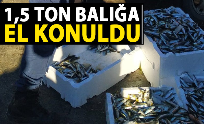 Rize'de 1,5 ton balığa el konuldu