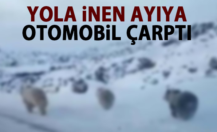 Yola inen ayıya otomobil çarptı