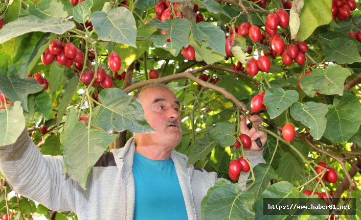  Ağaç domatesi 'Tamarillo' Rize’yi sevdi