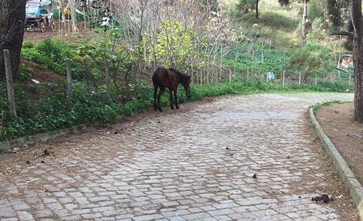 Karantina bölgesinden fotoğraf! Böyle görüntülendiler