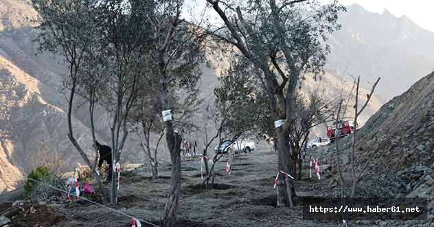 Yeni Yusufeli’ne ilk meyve ağaçları taşındı