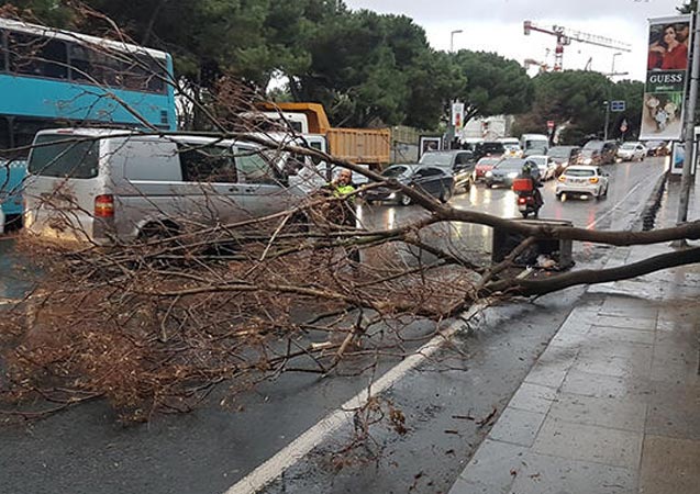 Taksim Gezi Parkı'ndaki bir ağaç devrildi