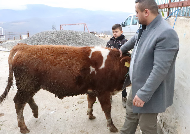 Ay yıldızlı boğa görenlerin ilgisini çekiyor