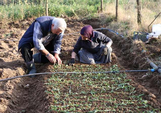 Ordu’da salep üretimine başlandı