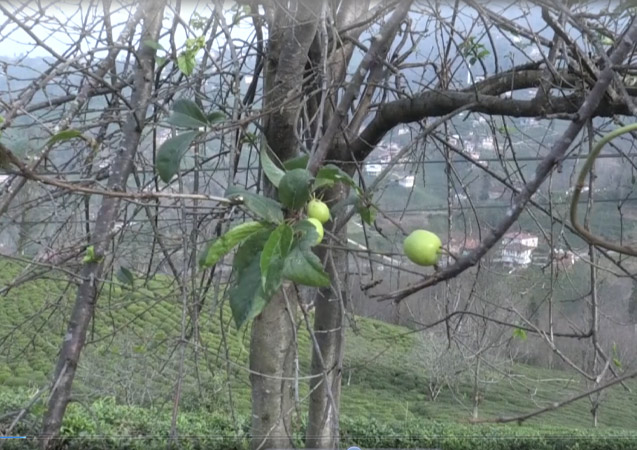 Rize'de meyve ağaçları çiçek açtı