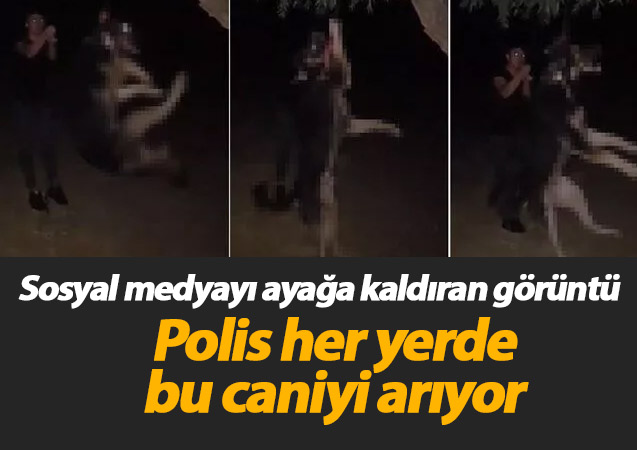 Alman kurdunu ağaca asarak öldürdü