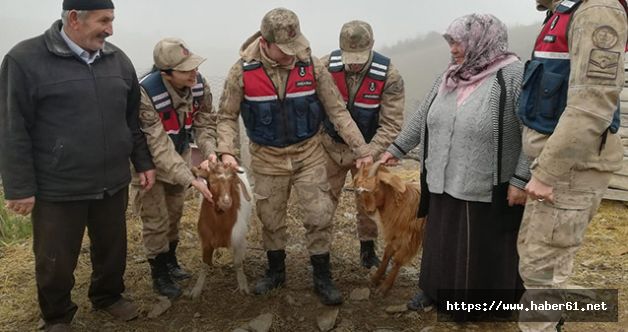 Jandarma hayvan hırsızlarını böyle yakaladı