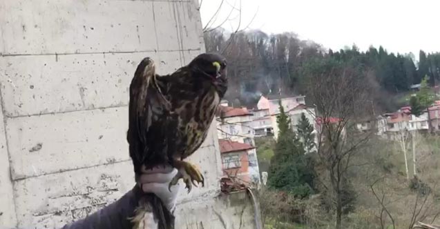 Tedavisi tamamlanan şahin doğayla buluştu