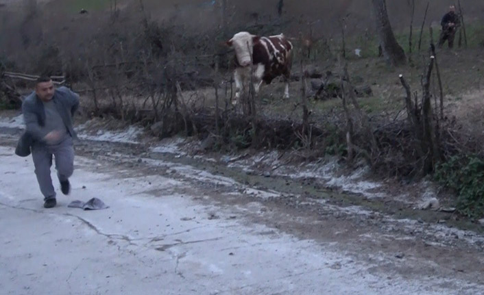 Aksiyon filmlerini aratmayacak 10 saatlik boğa kovalamacası!