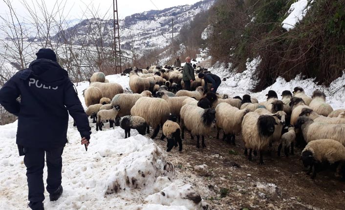 Giresun’da aç kalan yaban hayvanları koyun sürüsüne saldırdı