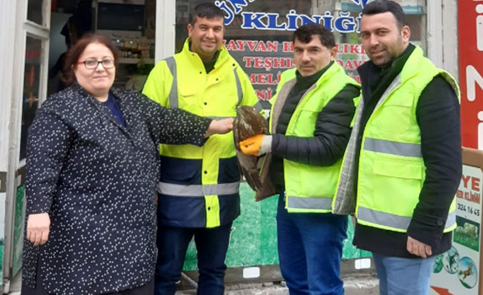 Yaralı halde bulunan şahin tedavi altına alındı