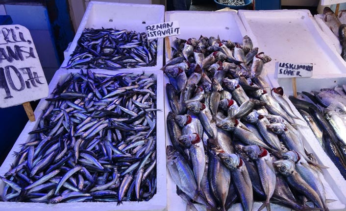 Karadeniz'de palamut geri döndü