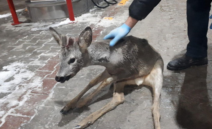 Bolu'da yaralı bulunan yavru gazelle, ormancılar tarafından kurtarıldı