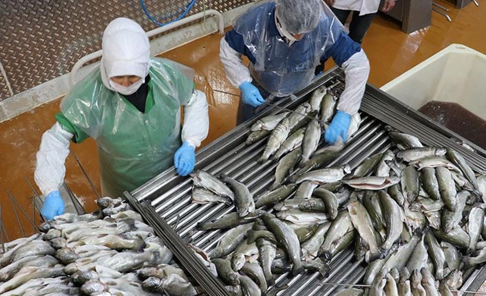 Doğu Karadeniz'in su ürünleri ihracatında artış sürüyor