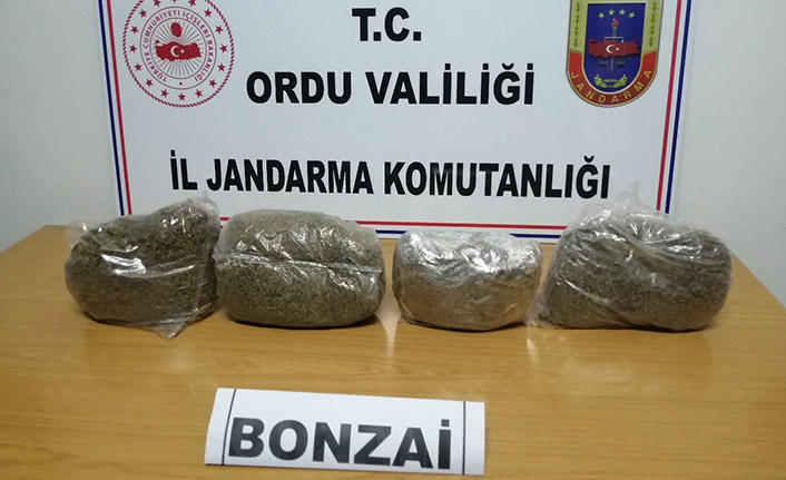 Ordu’da uyuşturucu operasyonu! İki kilo bonzai