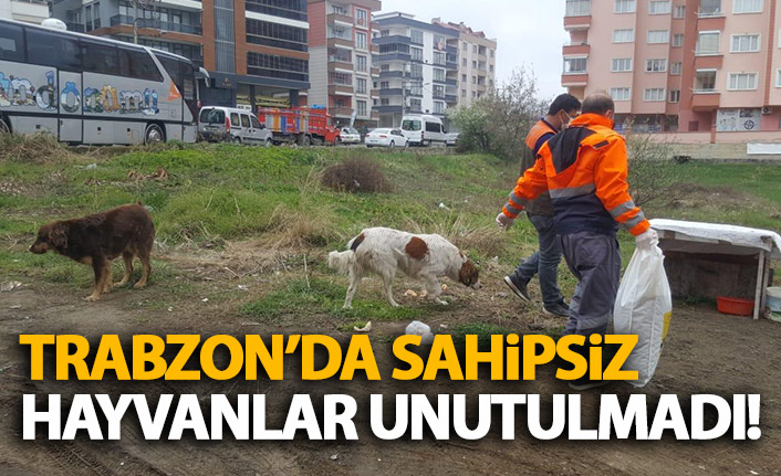 Trabzon'da sahipsiz hayvanlar unutulmadı