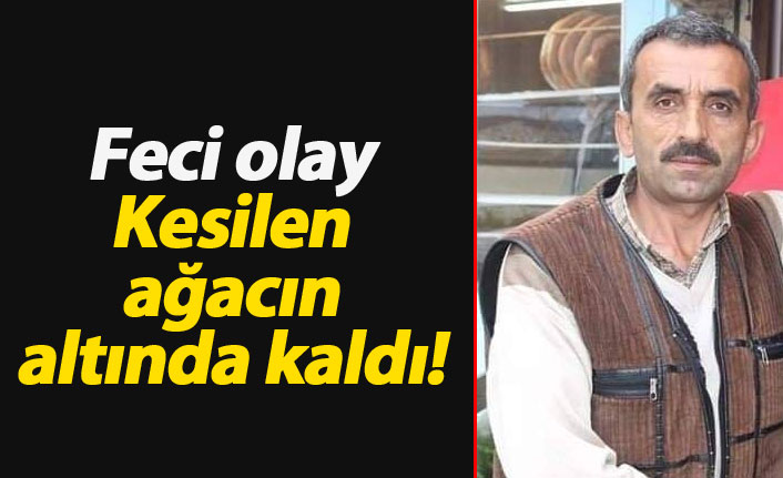 Kesilen ağacın altında kalarak can verdi