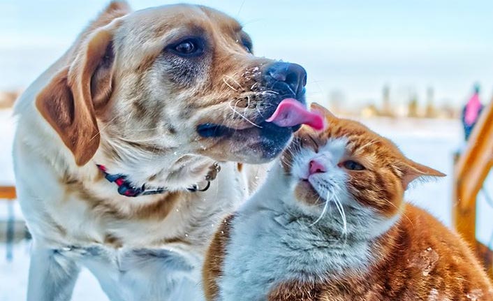 Şıncın, Çin'de kedi köpek etini yasaklayan ilk şehir oldu