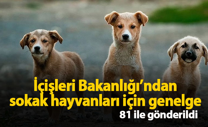 İçişleri Bakanlığı'ndan sokak hayvanları için genelge