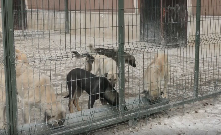 Sokak hayvanlarına mama desteği sağlanıyor