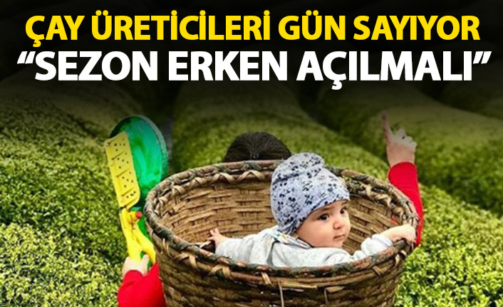 Çay üreticileri hasat için gün sayıyor!