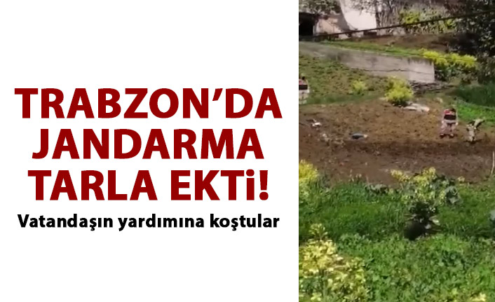 Trabzon'da jandarma ekipleri tarlaya girdi!