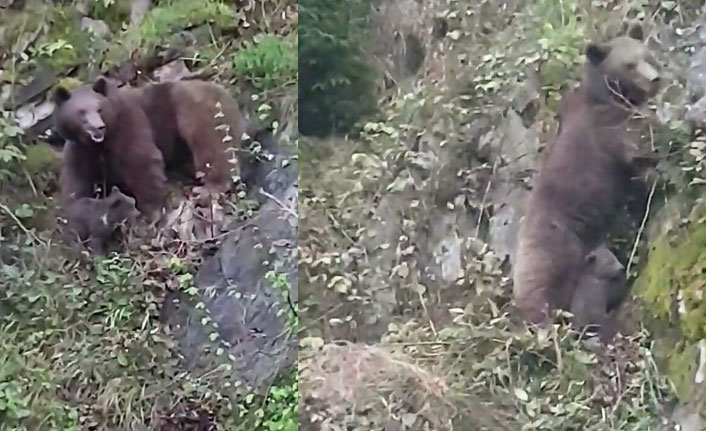 Anne ayının yavrularını kurtarma mücadelesi