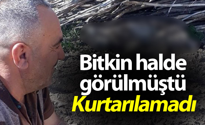 Bitkin halde görülmüştü! Telef oldu!