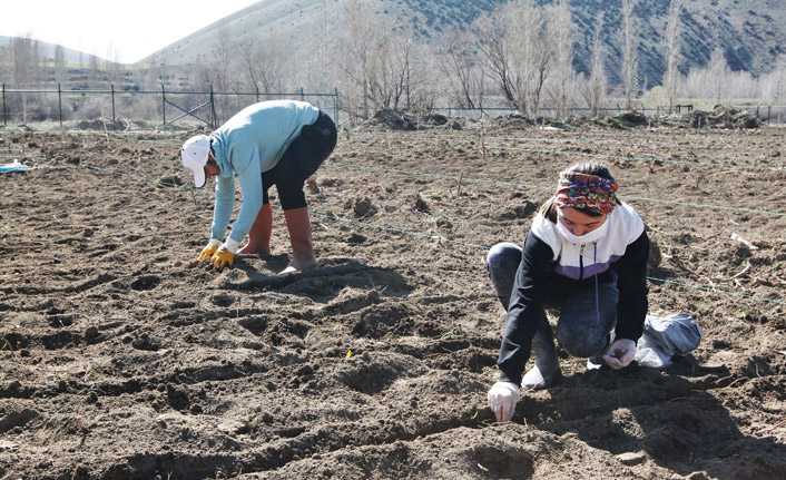 Bayburt Üniversitesi organik tarımdaki ürün çeşitliliğini artırıyor