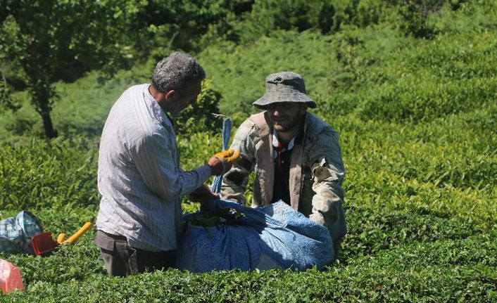 Yaş çay hasadı öncesinde uzmanlardan uyarı