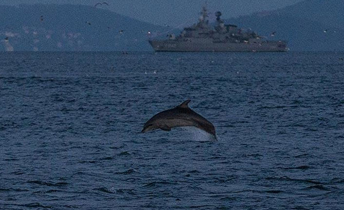 Sarayburnu'nda yunuslar ortaya çıktı!