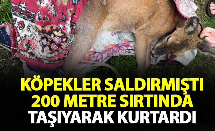 Yaralı karacayı metrelerce omuzunda taşıyıp kurtardı