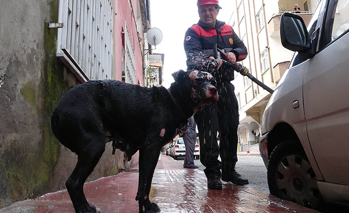 Yangında kurtarılan köpeğe suyla ilk müdahale