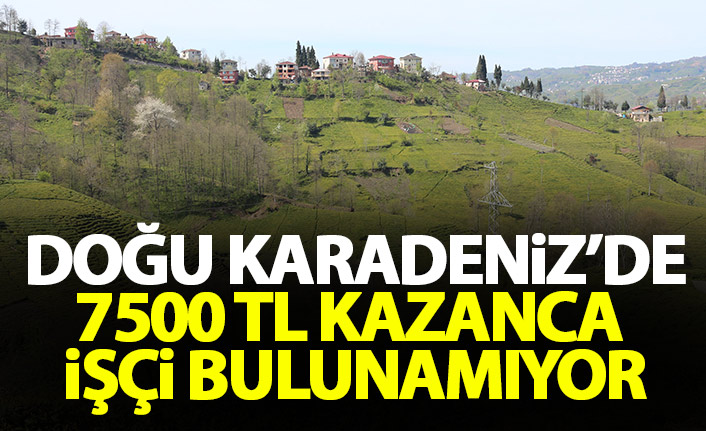 Doğu Karadeniz'de bir ayda 7500 TL kazanca eleman bulunamıyor