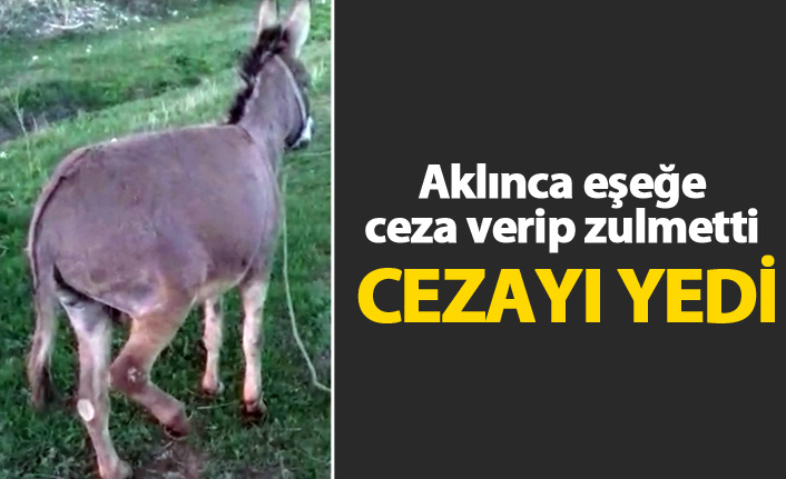 Eşeğe kızıp aklınca ceza verdi, cezayı yedi